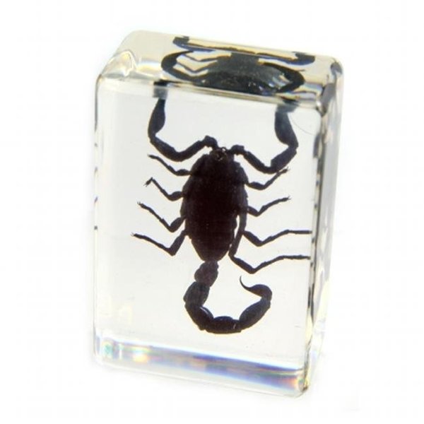 Surprise Paperweight  small  Black Scorpion SU290274